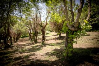 Borgo Al Teto La Vite - 5