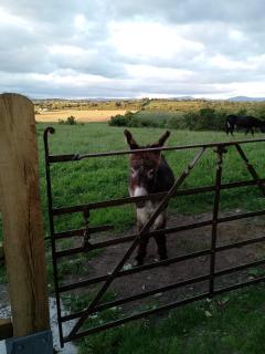 Barn Retreat with mountain views - Athy - 8