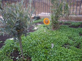 Green Harmony - 6
