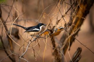 Chobe Safari Lodges - 5