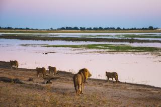 Chobe Safari Lodges - 4