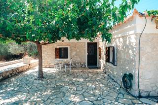 Olive Roots - 8
