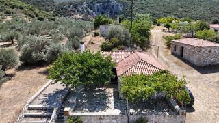 Olive Roots - 9