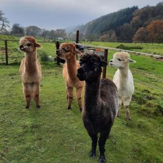 Alpaca cabin-mountain view-hot tub-rural retreat - 1