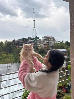 Tranquil trails home stay naddi - 5