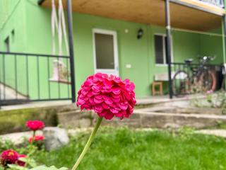 Buddy Apartment Borjomi - 0