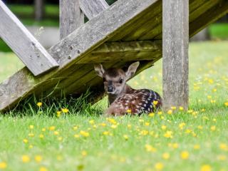 Deer Cottage 1 Uk39330 - 7