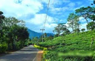 Peridot Open Sky T Garden - 6