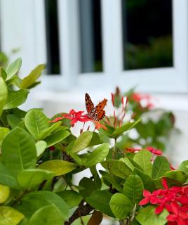 Natural Mystic Exuma -  - 9
