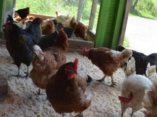 One-bedroom apartment - 4