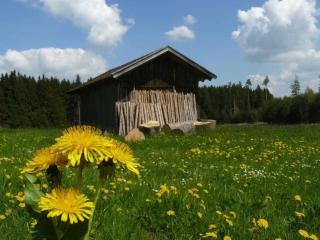 Sun meadow sauna, dogs allowed - 2