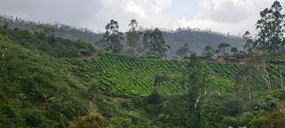 CARMEL HOME STAY - 7