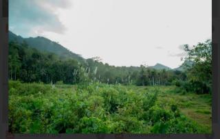 Rainforest Holiday Inn - 7