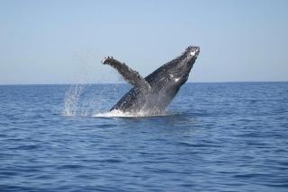 Cape Town Tours South Africa -Tours Only no Accommodation - 5