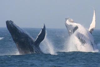 Cape Town Tours South Africa -Tours Only no Accommodation - 1