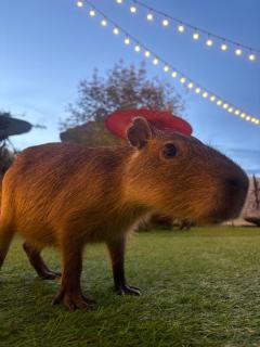 Capybara Zen Resort And Spa - 6