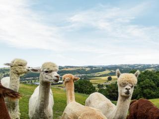 Alpaca Hideaway - Uk35188 - 8