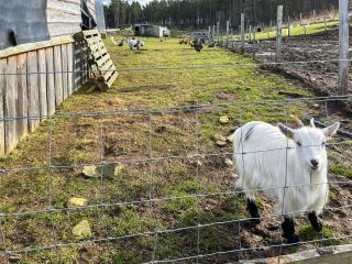 Honeysuckle Bale Cabin - Uk49073 - 3
