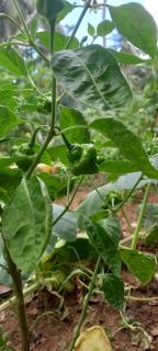 Mahagedara Grand Villa - 8