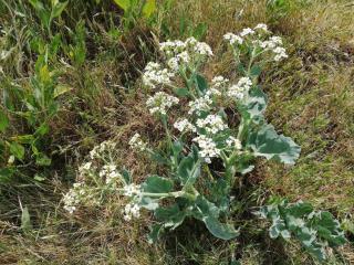 4 person holiday home in Ærøskøbing-By Traum - 2