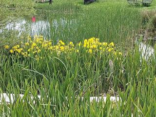 4 star holiday home in Humble-By Traum - 1