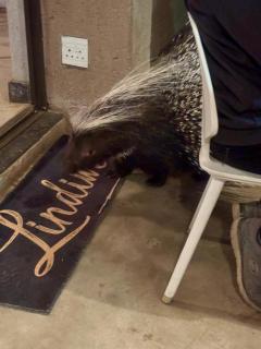 Lindiwe Safari Lodge - 7