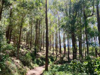 Camellia Hill Nuwaraeliya - 4