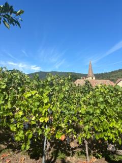 La Vigne de Liova - 8
