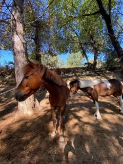 Logement dans un centre équestre - 4