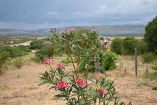 Suncrest - 6