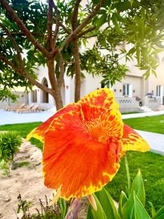 Magic Garden Guest House - Luxor - 5