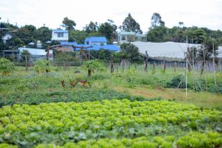 Avocado Farm - 1