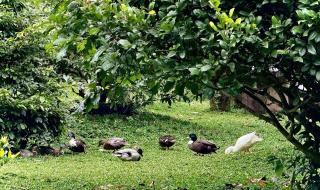 Bao Ong Thien Retreat - Khu Nghỉ Dưỡng Bào Ông Thiền - 4