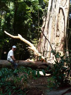Tiga dara guest house jungle trekking - 9