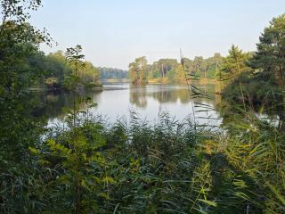 Woudcottage met airco! - 5