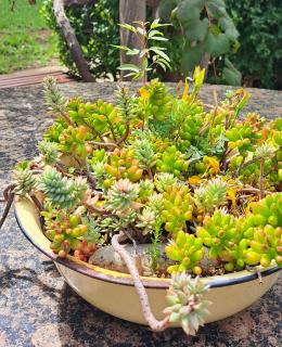 Porcupine Hills Olive and Guest Farm - 1