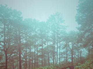 Cozy 2BR Rustic-Boho in Baguio City - 7