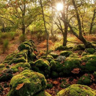 Casa Rural ARBEQUINA & Otoño MÁGICO - 4