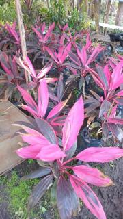 Toque de milagres - 1