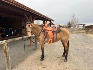 Cabin on Horse, Donkey and Cow Farm - 4