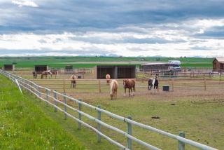 Cabin on Horse, Donkey and Cow Farm - 1
