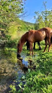 Lodge pleine nature - 7