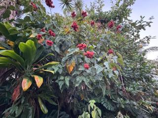 Hawaiian Ohana Home - 7