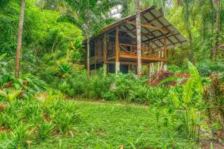 Wildlife Oasis Surf, Rainforest, Animals - 0