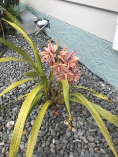Garden home - 3