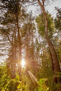 Koshara chalet - harmony in the midst of nature - 5