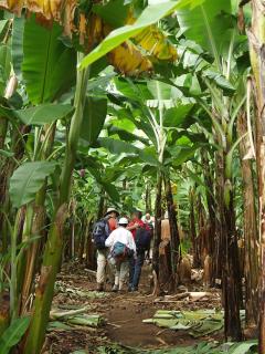 Banana Grove Retreat - 1