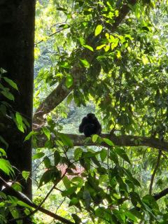 Orangutan Inn - Trekking & Transport Only Book With Us - 5