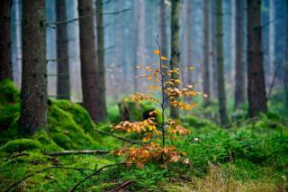 Lake & Forest Escape in Skeinge - 7