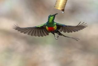 Morgan Kunda Birding Lodge - 3